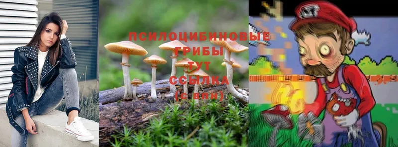 Псилоцибиновые грибы GOLDEN TEACHER  Новороссийск 